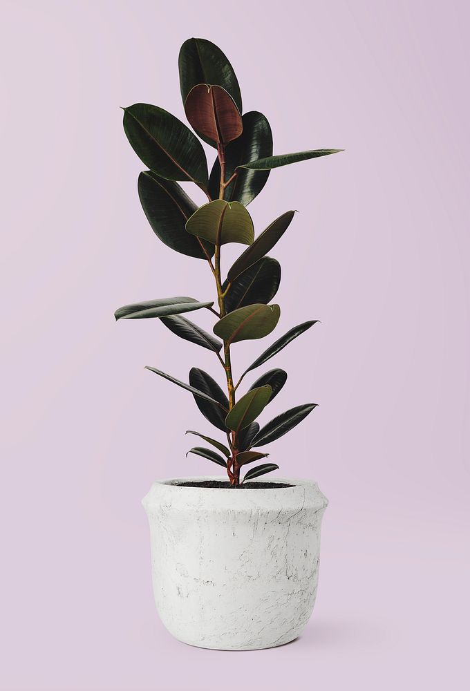 Rubber plant mockup psd air-purifying plant