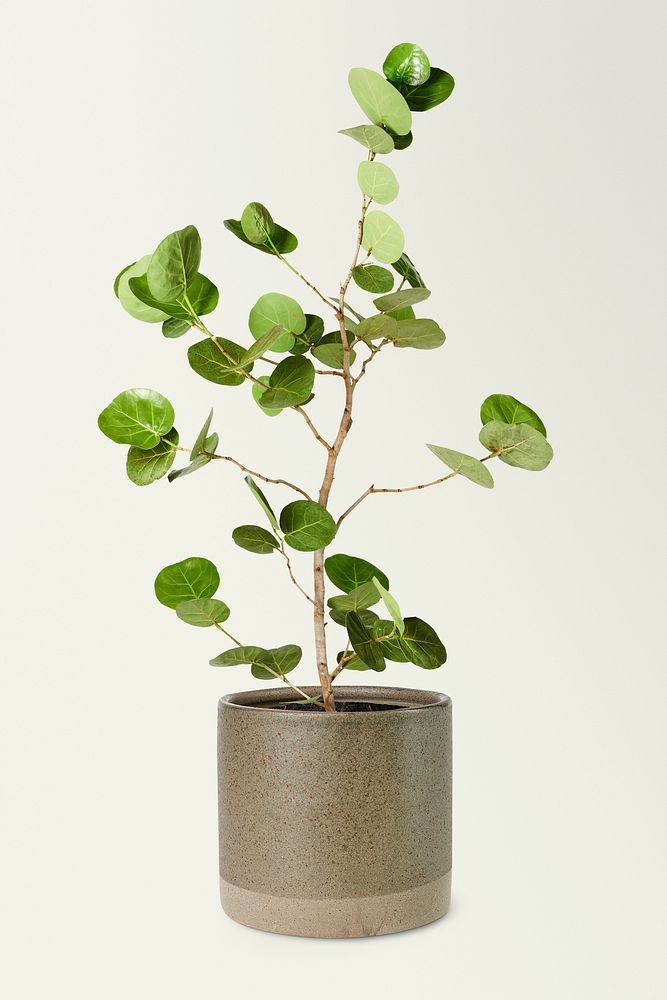 Seagrape plant mockup psd in a ceramic pot