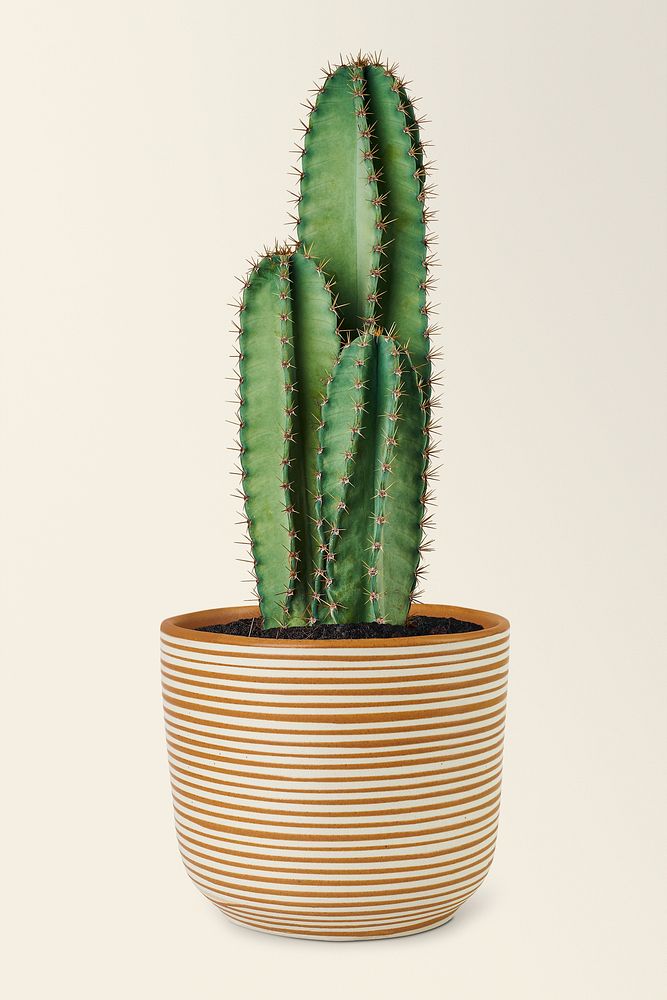 Blue columnar cactus in a ceramic pot