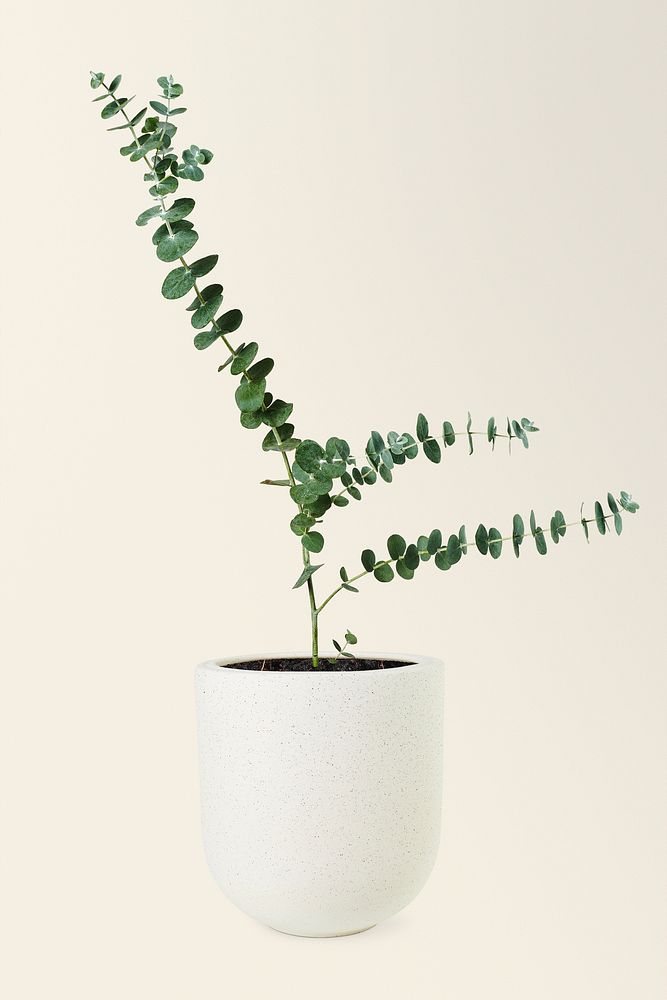 Eucalyptus mockup psd in a ceramic pot