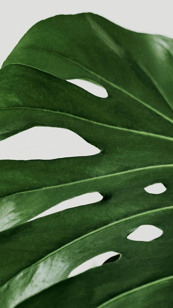 Green Monstera leaf phone background with design space