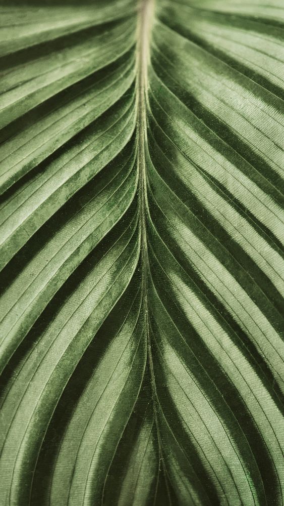 Calathea leaf background close up