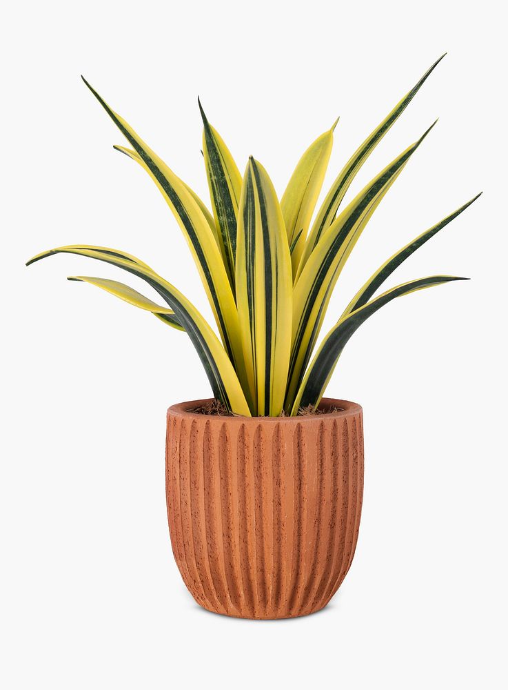 Snake plant psd mockup in a terracotta pot home decor