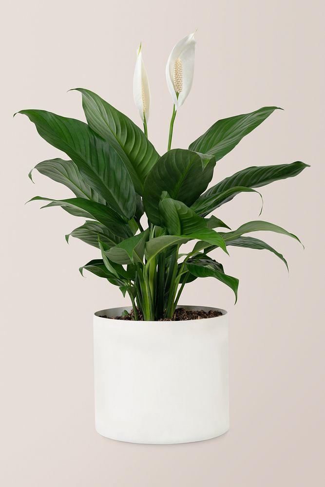 Peace lily plant in a white pot