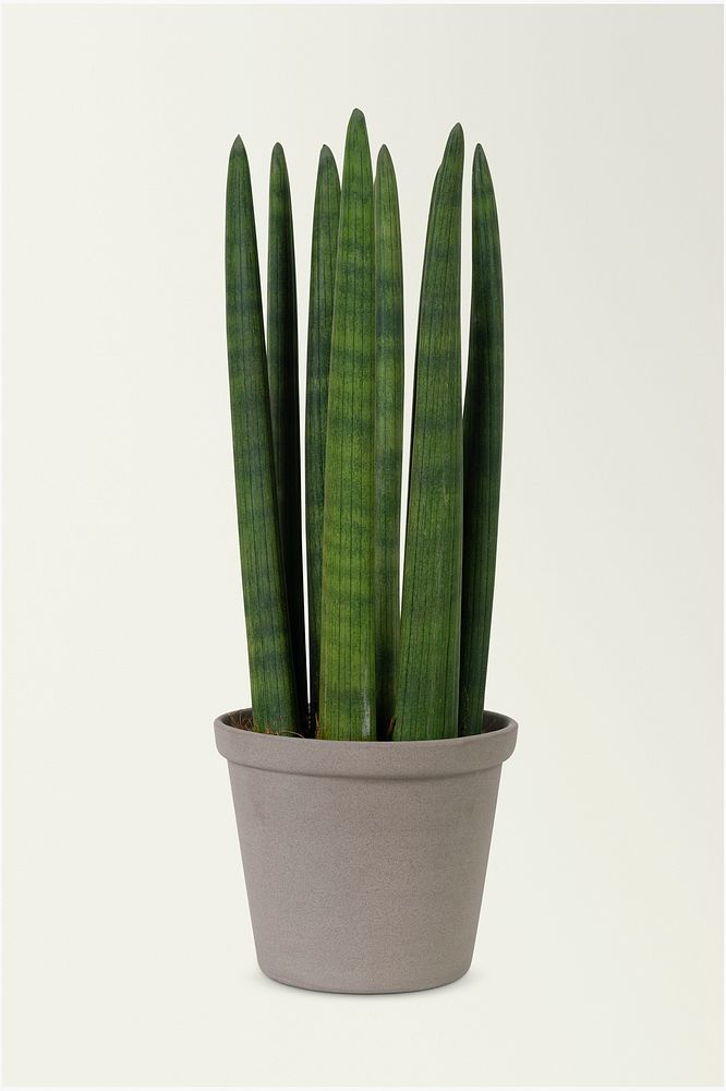 Cylindrical snake plant in a gray pot