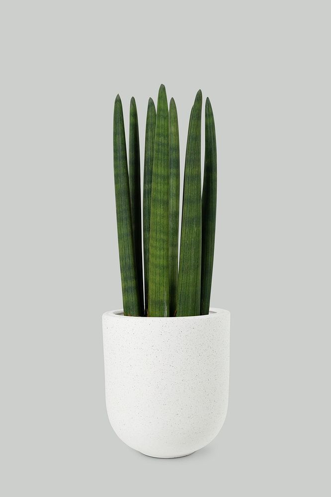 Cylindrical snake plant in a white pot
