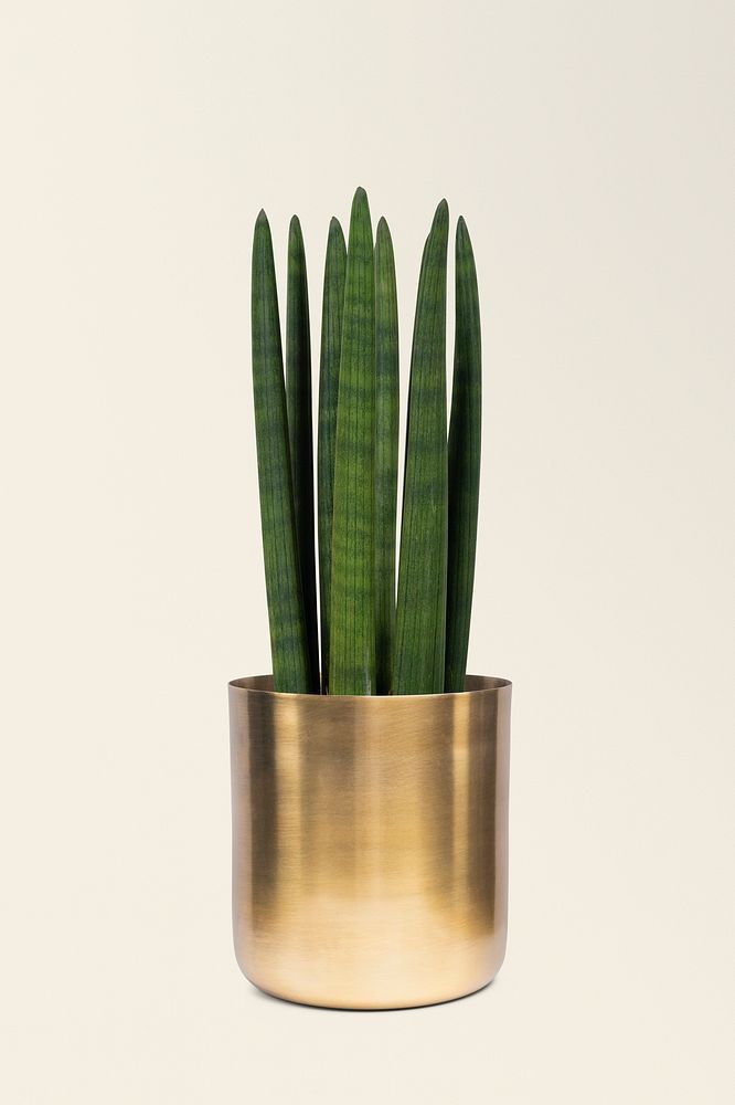 Houseplant in a brass plant pot
