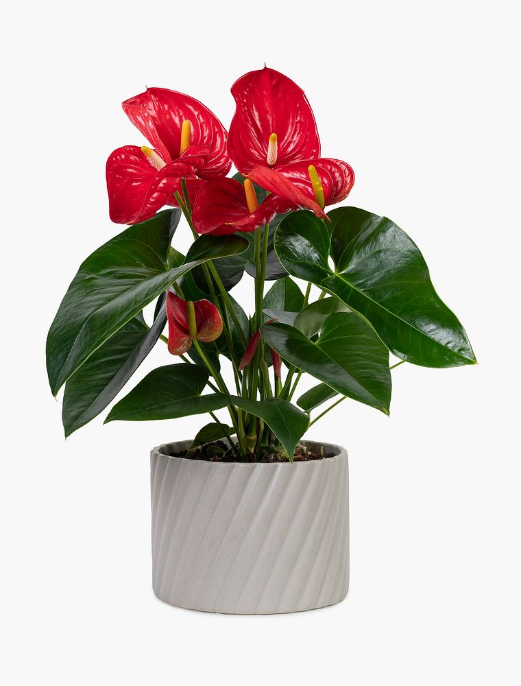 Red anthurium plant psd mockup in a gray pot