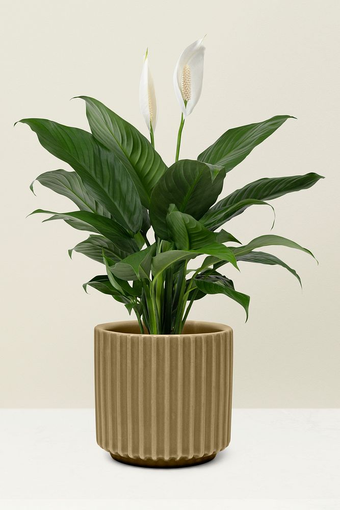 Peace lily plant in a pot