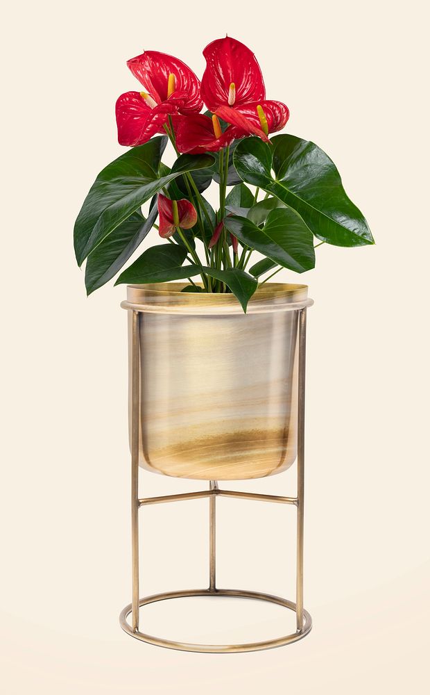 Red anthurium houseplant in a brass plant pot