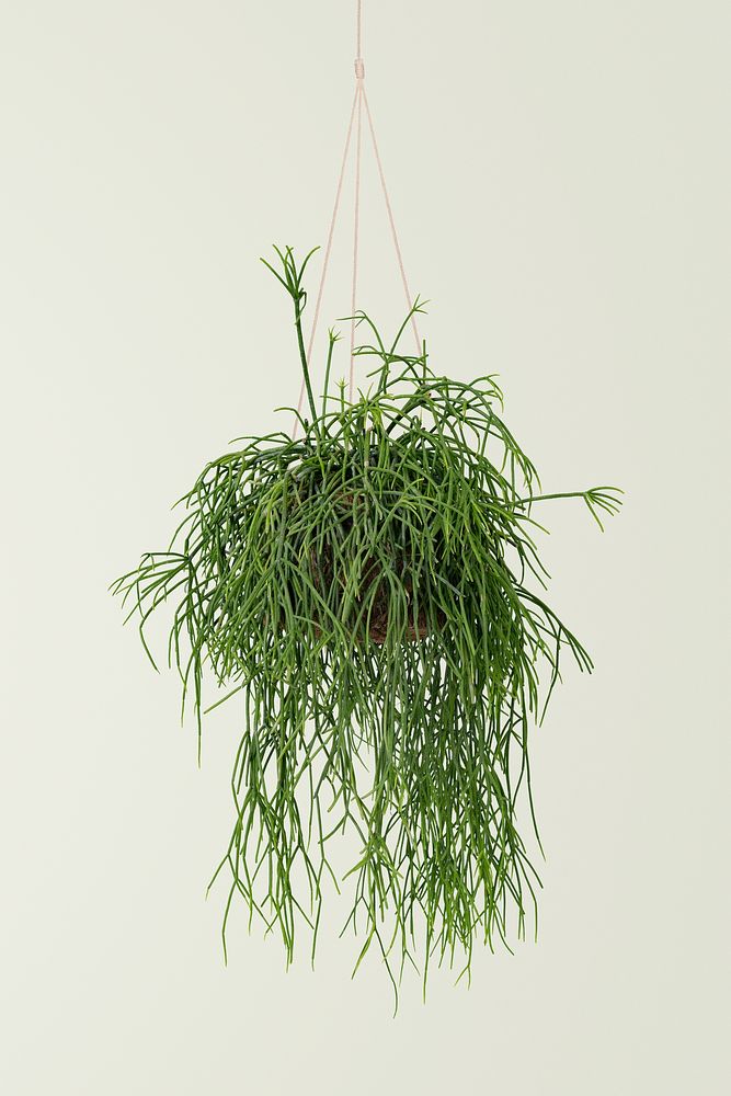 Hanging grass plant on blue