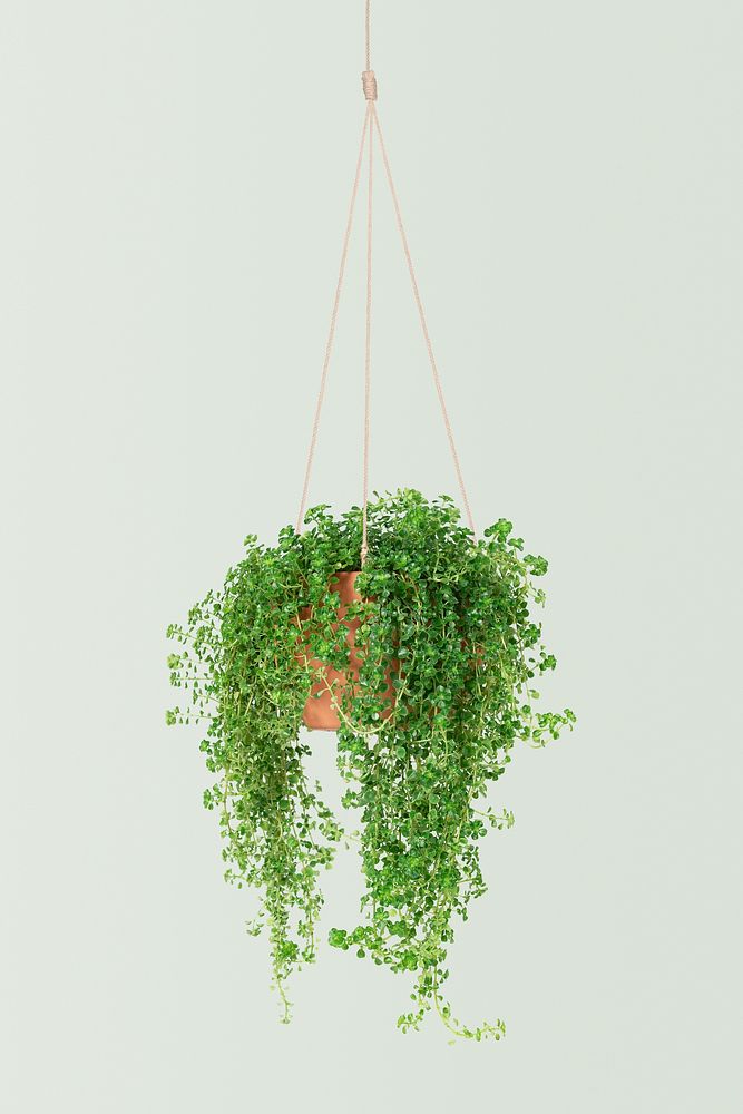 Angel vine indoor hanging plant