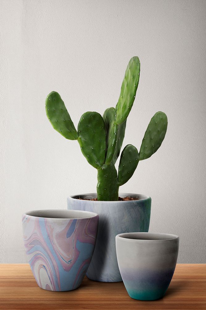 Patterned plant pots with Cereus cactus