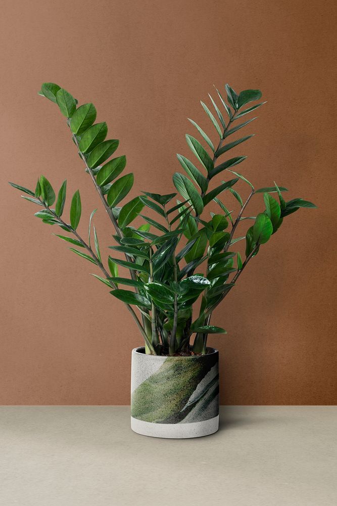 ZZ plant in a green pot
