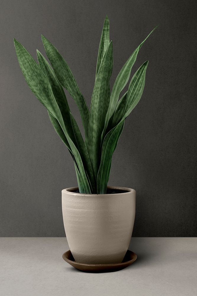Snake plant in a beige pot by a wall