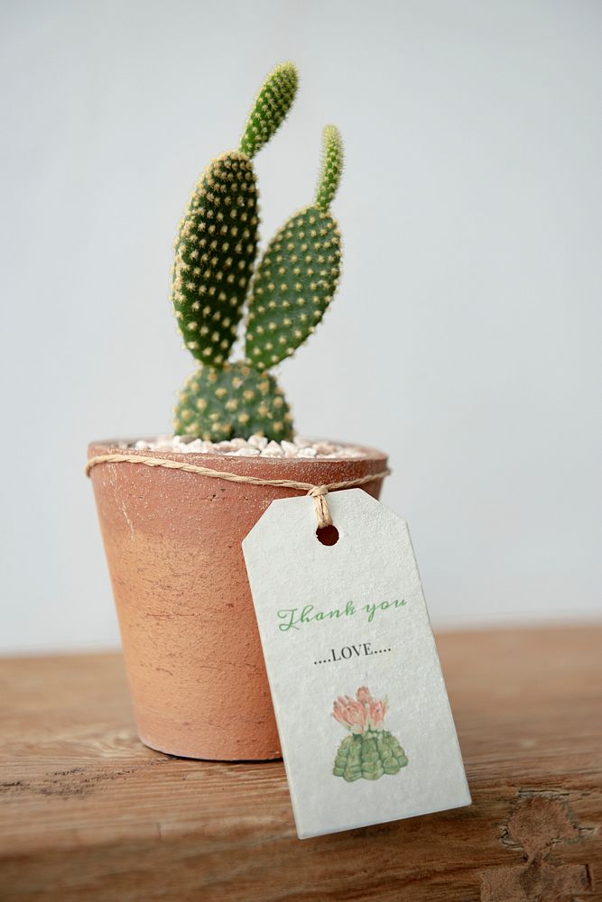 Cute cactus in terracotta pot with paper label