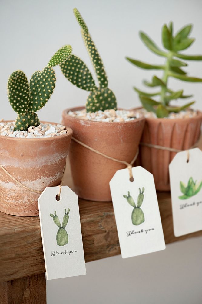 Cute cacti in terracotta pots with paper labels