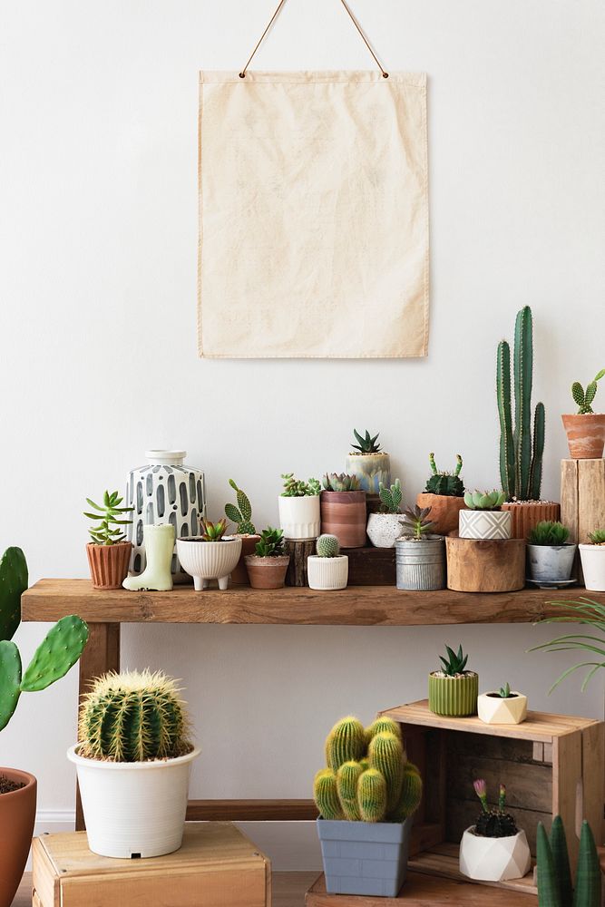 Canvas blank poster hanging over a shelf full of cacti and succulents
