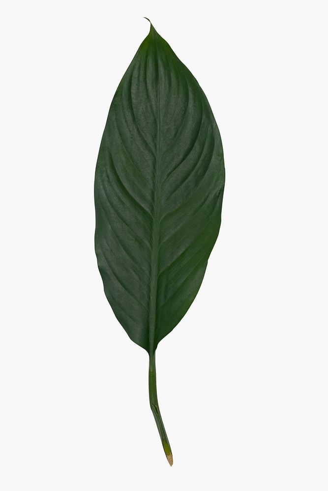 Green leaf mockup psd design element