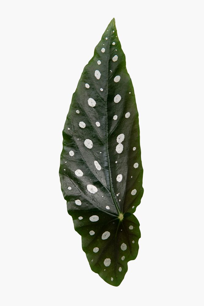 Polkadot begonia plant leaf on white background