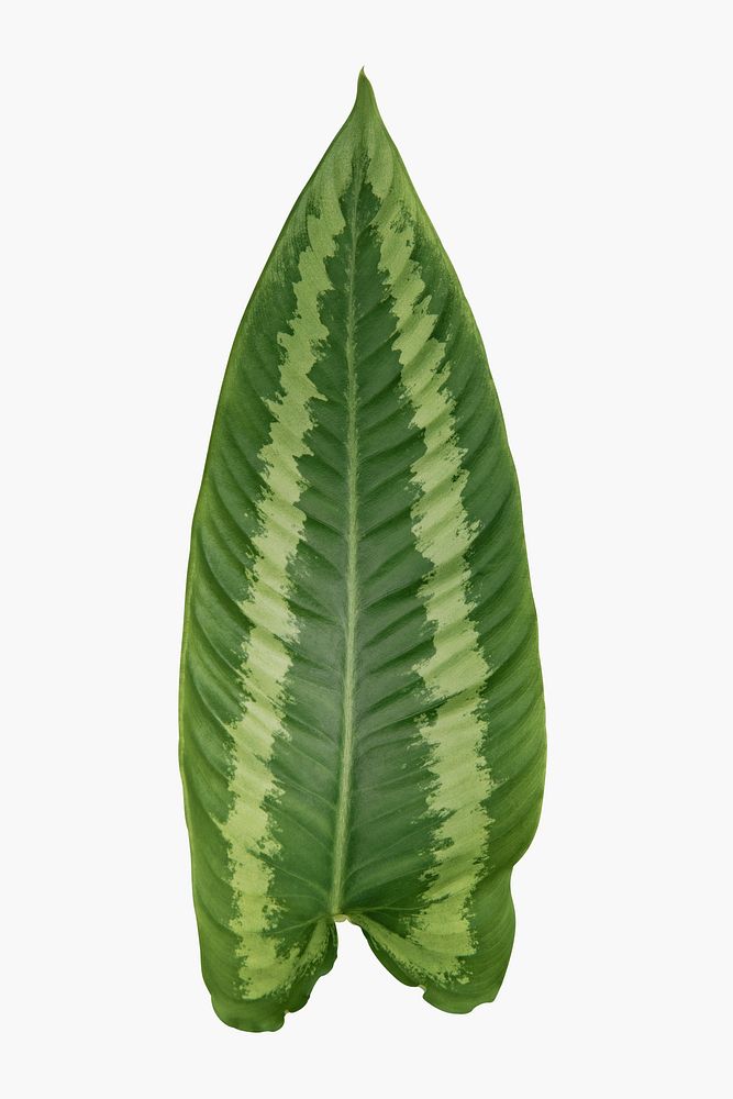Nephthytis leaf psd plant mockup