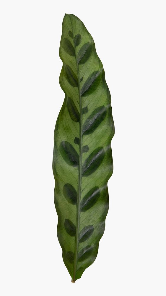 Calathea leaf from indoor plant