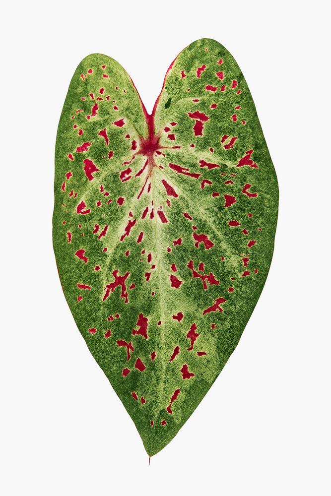 Caladium bicolor leaf isolated