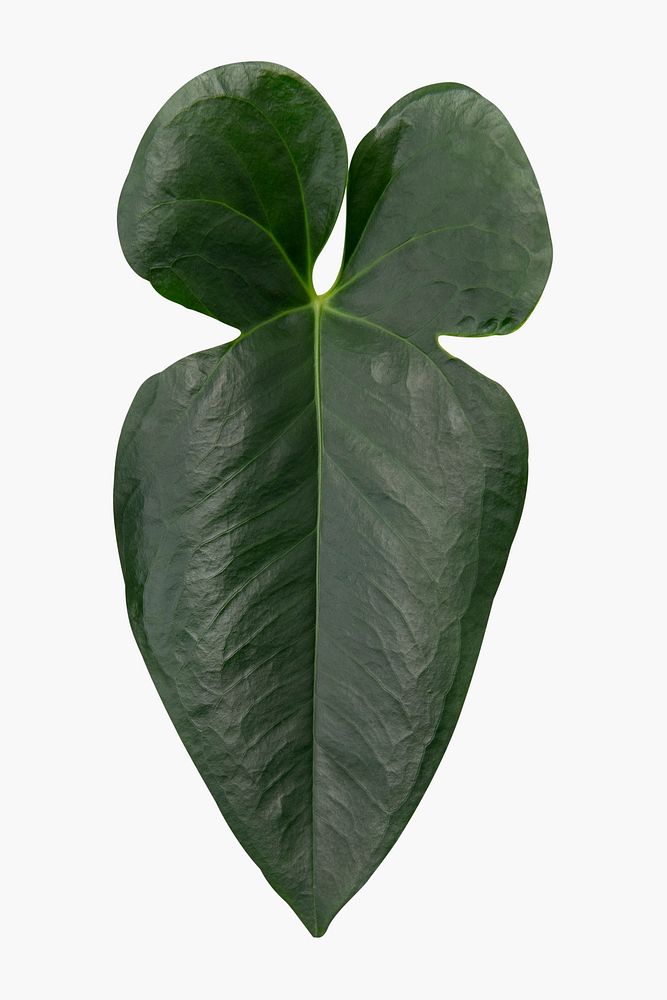 Anthurium plant leaf on white background