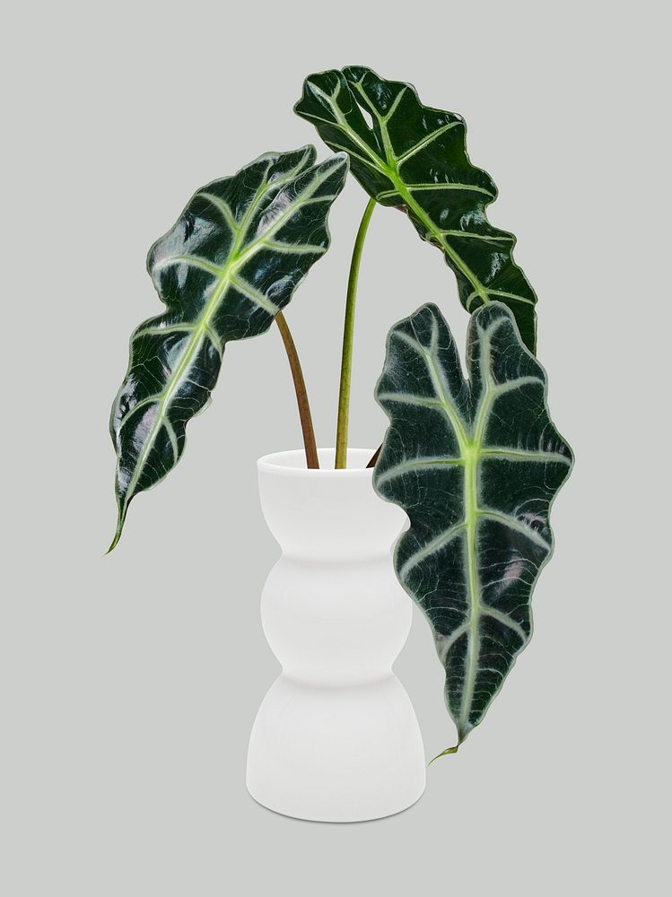 Alocasia polly in a white vase