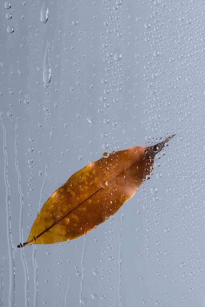Water texture background, rainy window with Autumn leaf