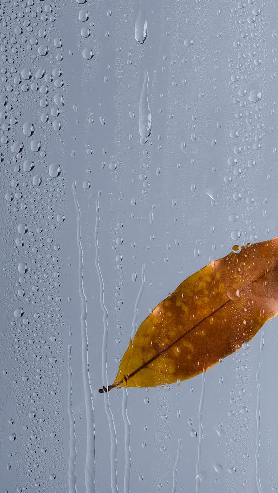 Aesthetic iPhone wallpaper, water texture, rainy window with brown leaf