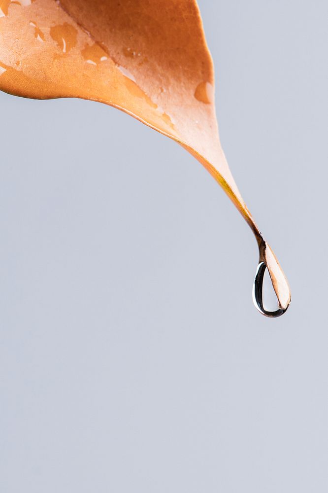 Nature background, water drop on Autumn leaf tip