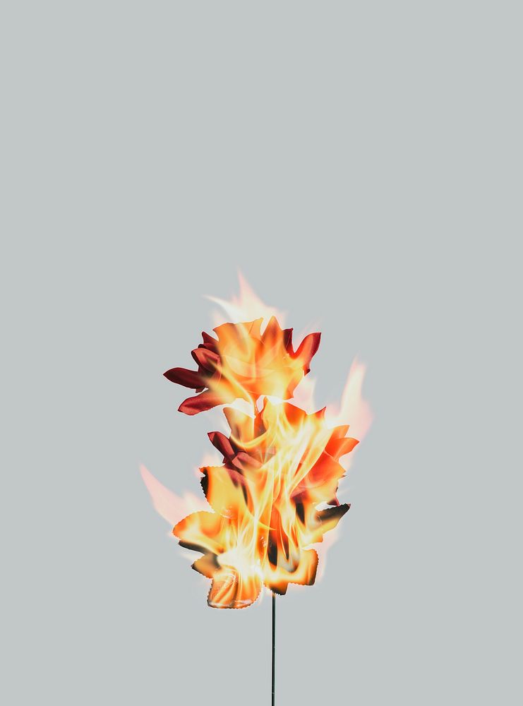 Aesthetic burning rose flower, realistic flame effect on dark background
