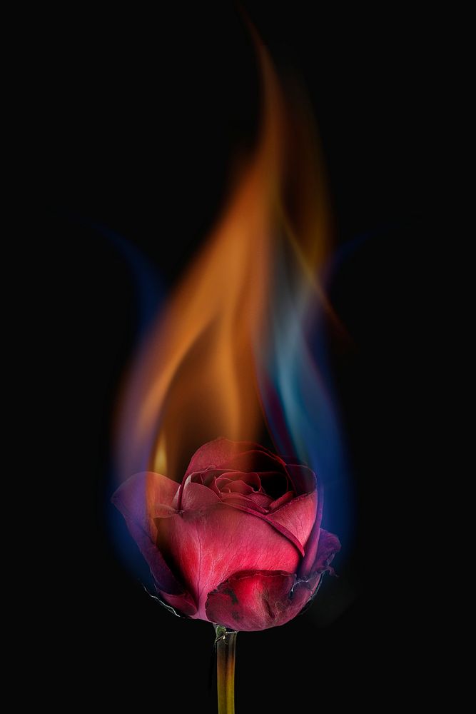 Aesthetic burning rose flower, realistic flame effect on dark background