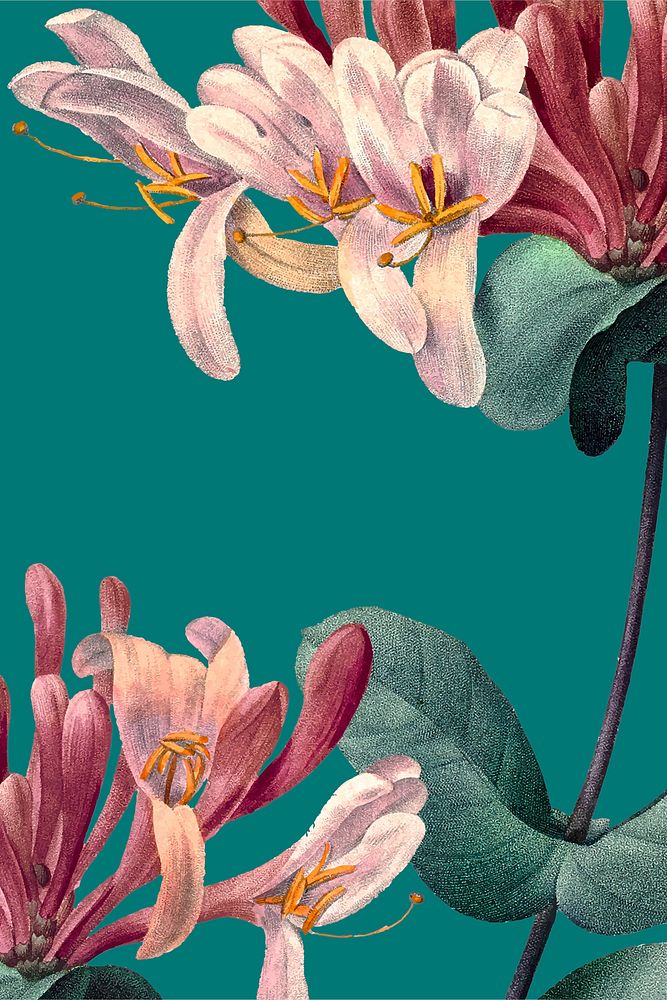Honeysuckle flower background vector illustration, remixed from public domain artworks