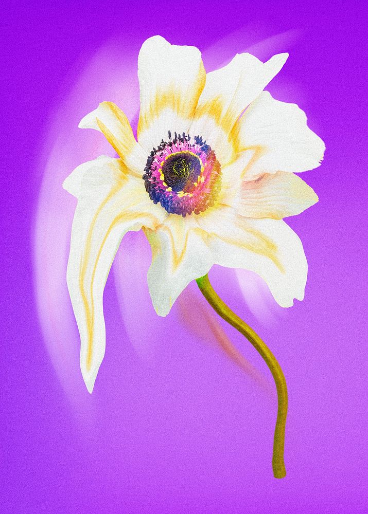 Anemone flower element, white trippy psychedelic art
