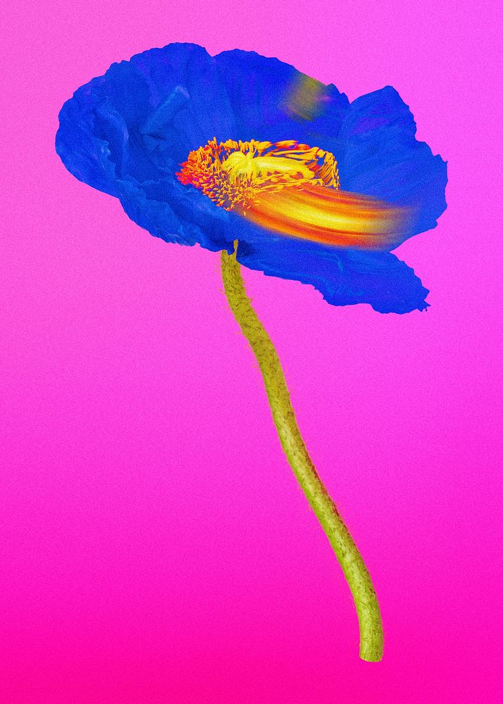 Abstract flower element, psychedelic blue poppy aesthetic