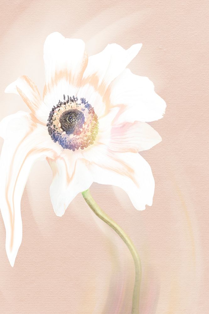 Flower background, pink and white anemone psychedelic art