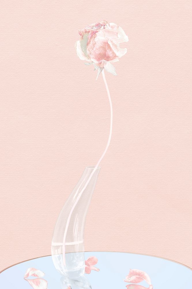 Abstract background wallpaper, pink rose flower