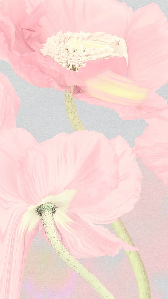 Floral background, pink poppy psychedelic art
