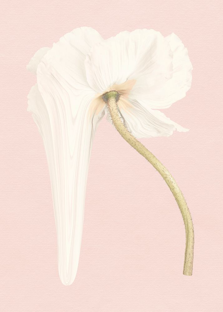 Anemone flower element, pastel white trippy psychedelic art