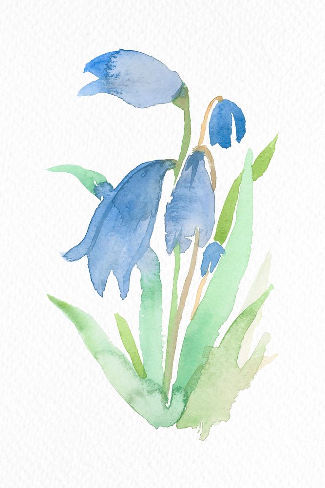 Blue early scilla flower psd watercolor winter seasonal graphic