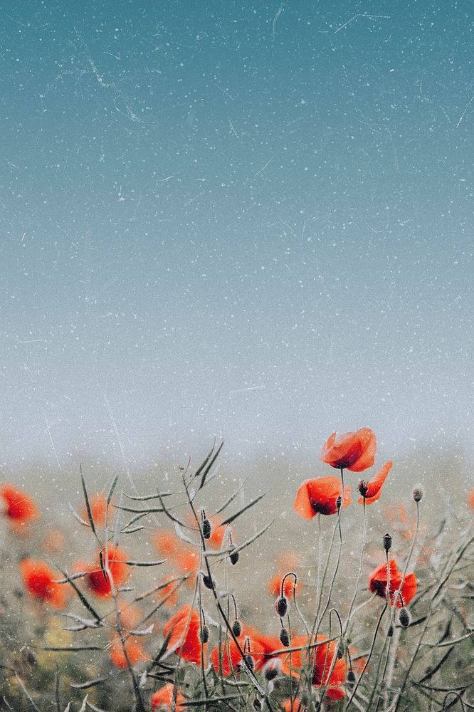 Spring background, aesthetic poppy flower