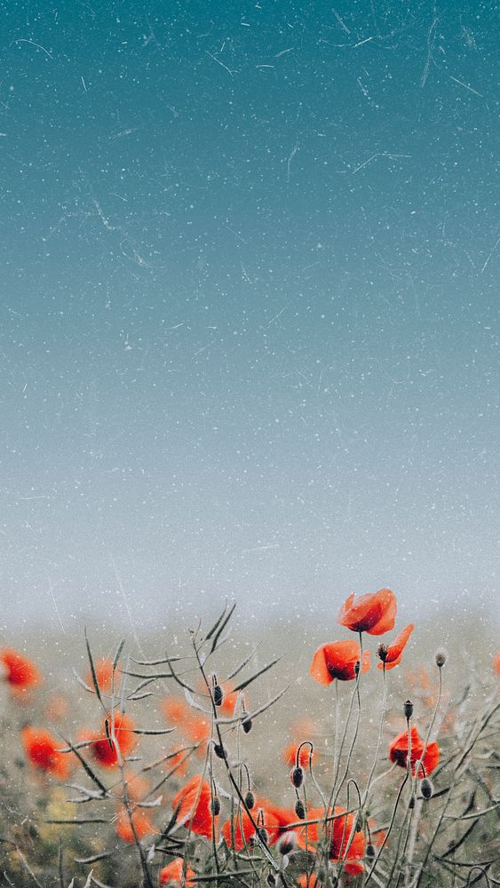 Spring mobile wallpaper, aesthetic red poppy field design