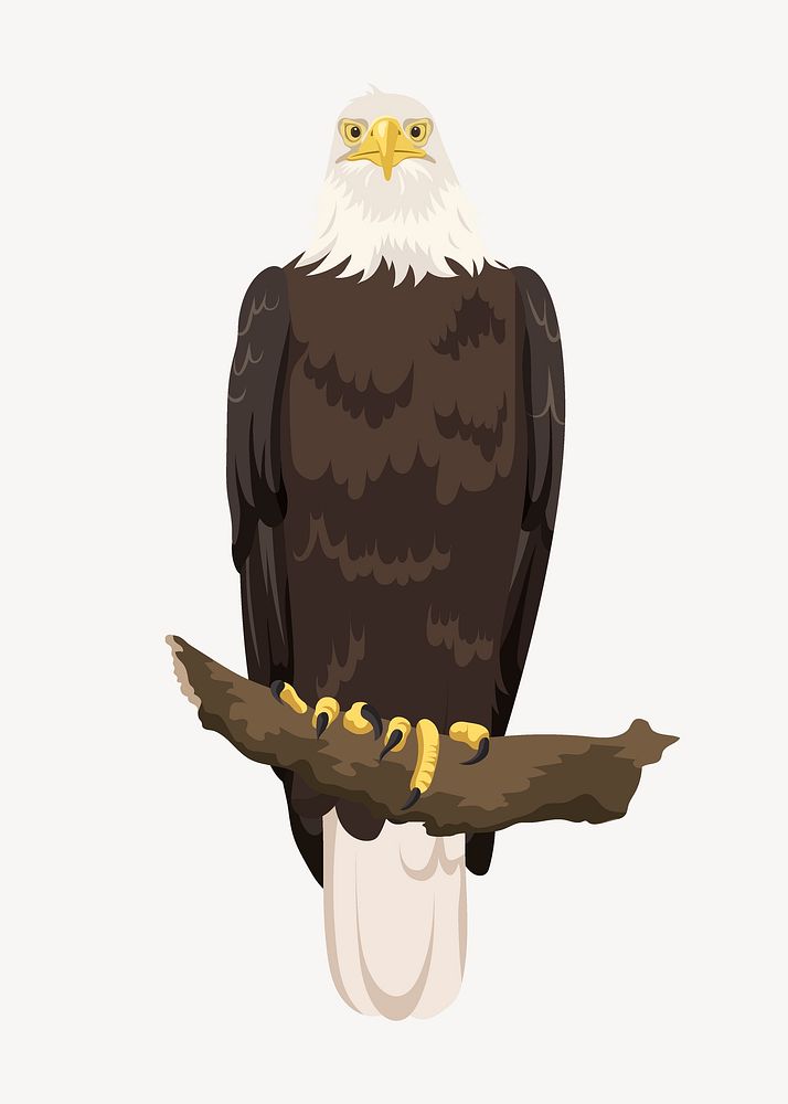 Bald eagle illustration, bird clipart, USA symbol vector