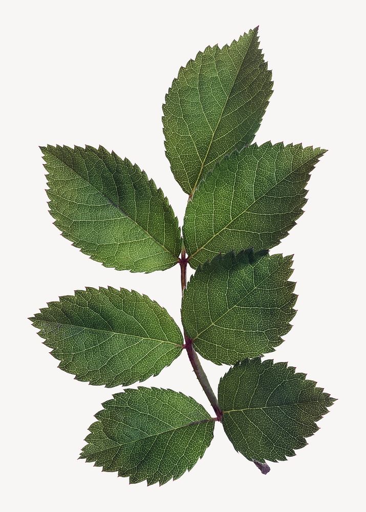 Leaf branch sticker, plant cut out psd