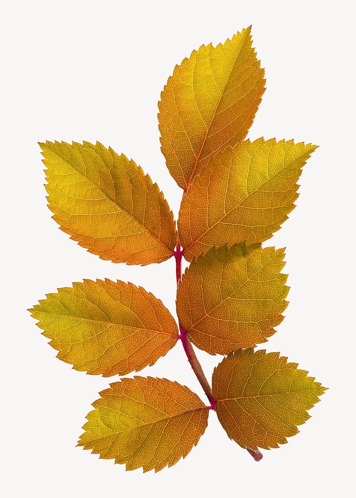 Autumn leaf branch, Fall season aesthetic isolated image