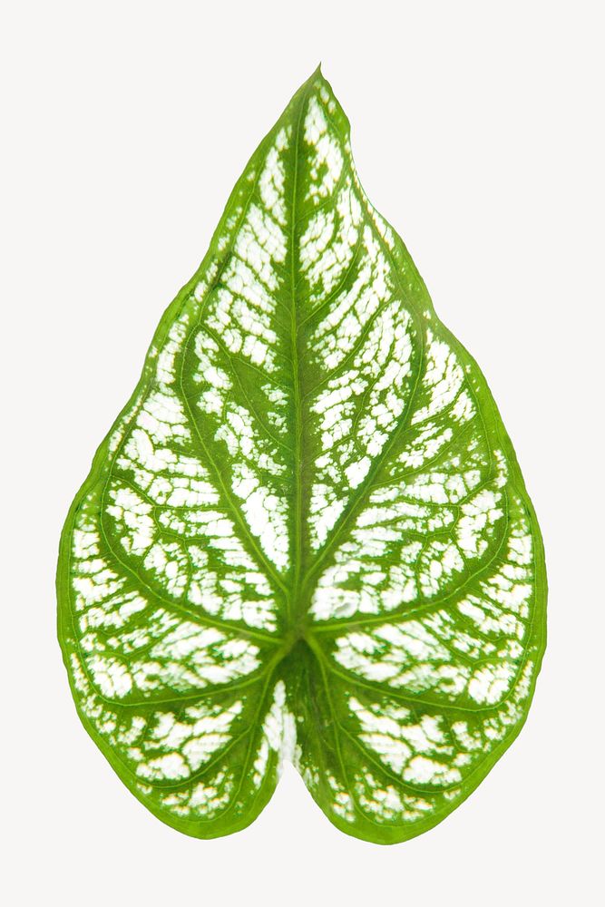 Caladium leaf, plant sticker, isolated botanical image psd