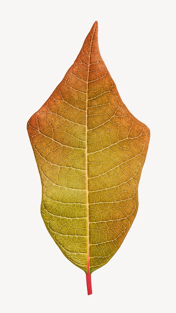 Autumn leaf sticker  psd