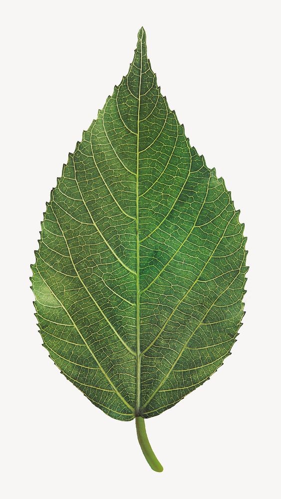 Green common leaf, isolated botanical image